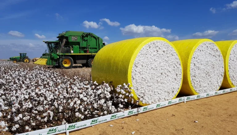 Colheita de algodão em fazenda da SLC, que recebeu investimento de fundo ativista a Fama