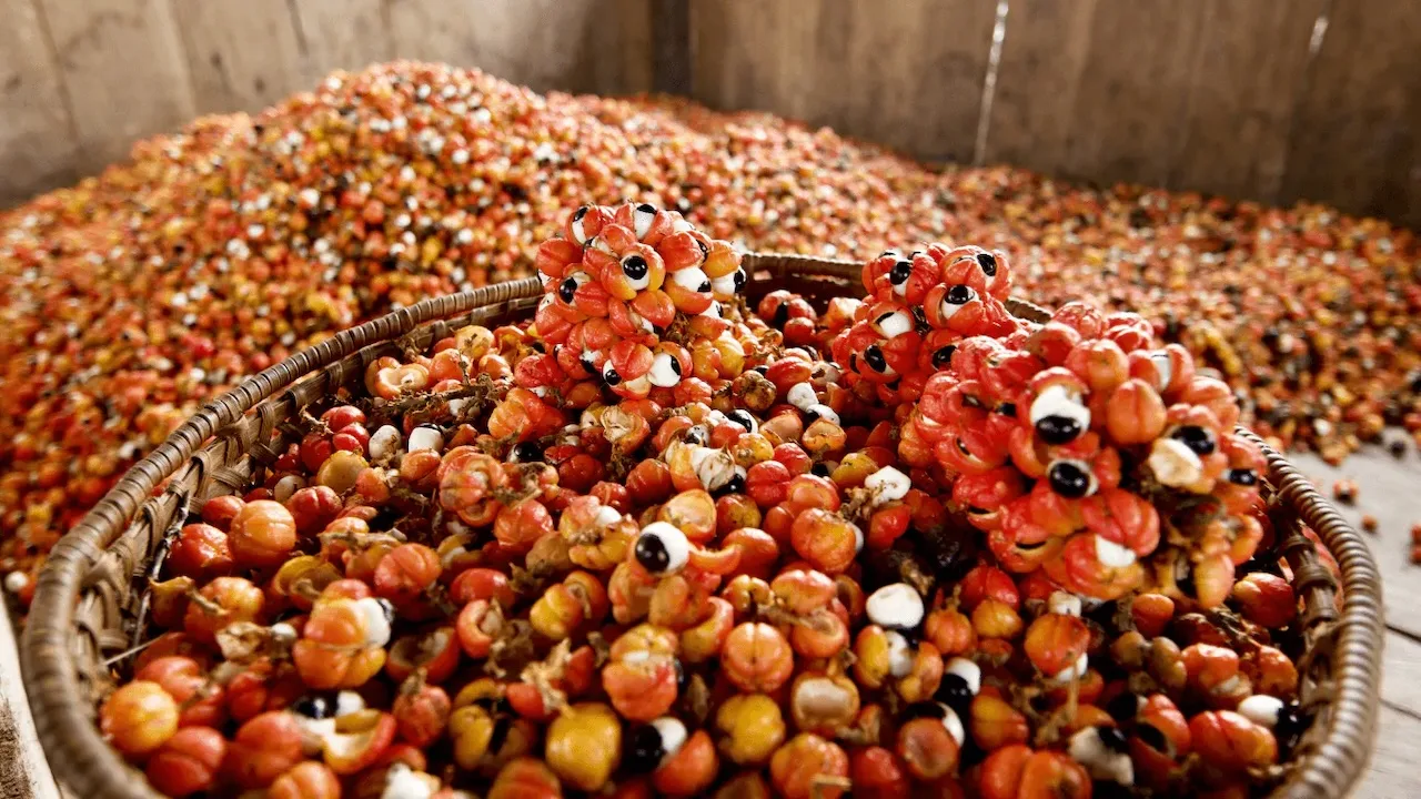 Colheita de frutos de guaraná