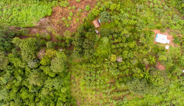 Vista aérea de sistema agroflorestal