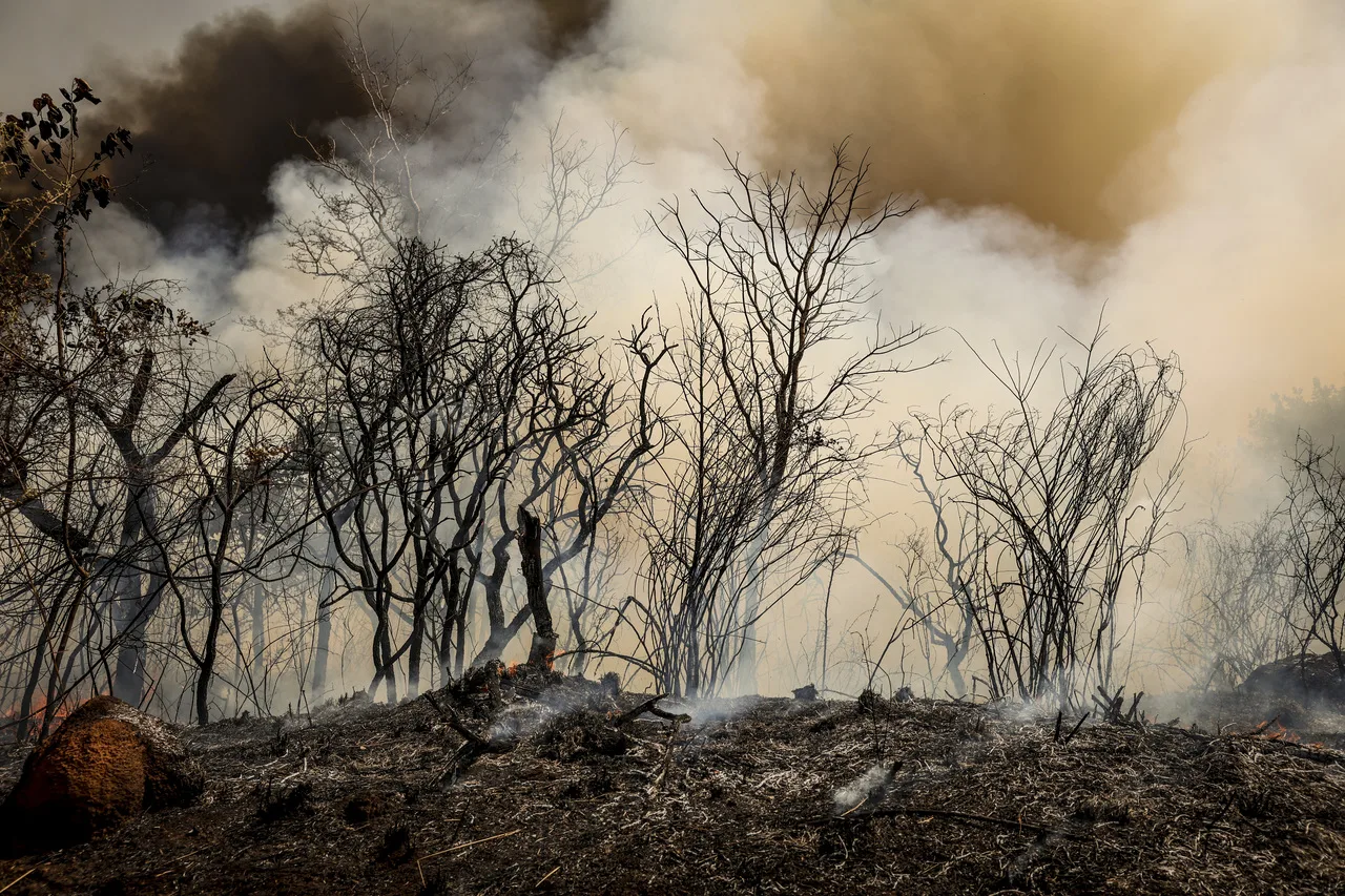 Incendio florestal