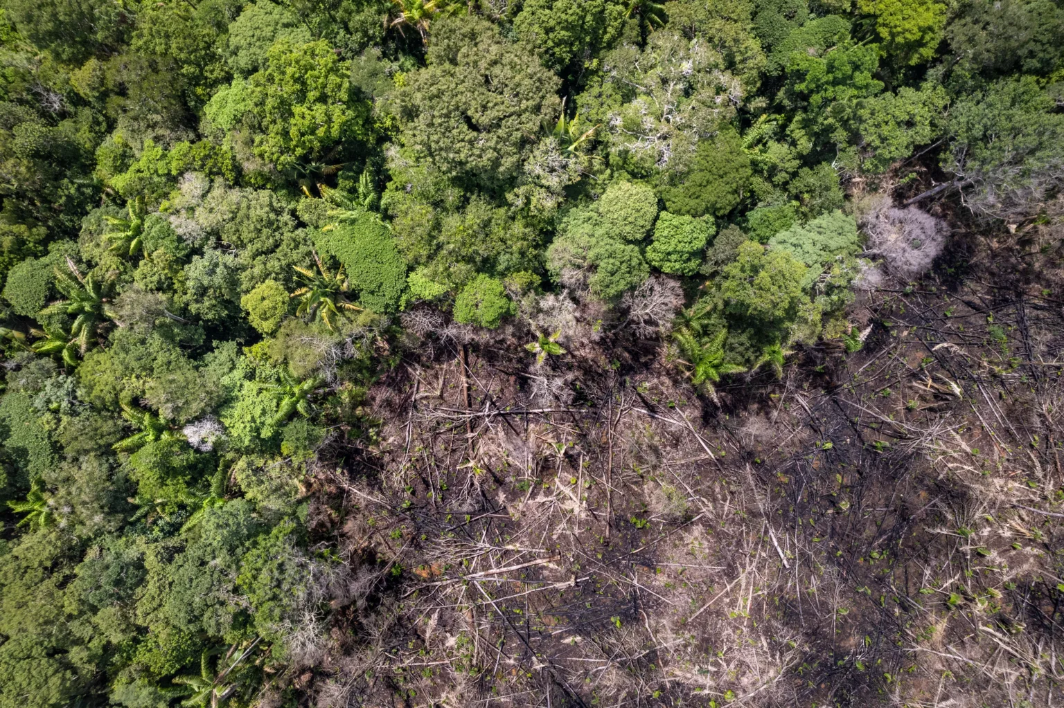 Brasil apresenta novo plano para restaurar 12 milhões de hectares até 2030