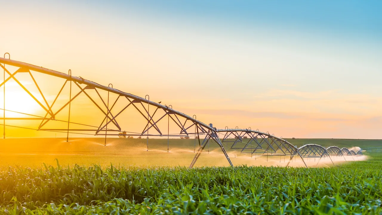 Sistema de irrigação sobre milharal