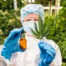 Número de brasileiros que usam cannabis medicinal cresce 56% em 2024