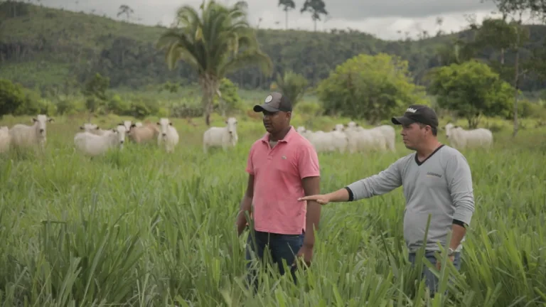 JUNTOS: pequeno produtor de pecuária da Amazônia rumo ao desmatamento zero