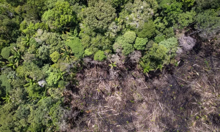 ZEG, do Grupo Capitale, entra em créditos de carbono florestais