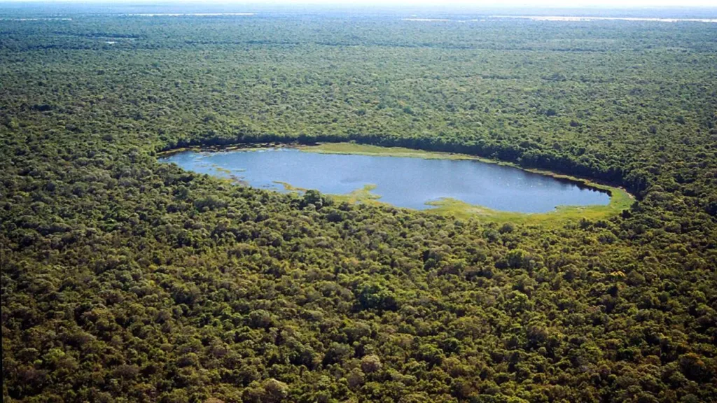 A empresa que investiu milhões nos créditos de carbono do Tocantins