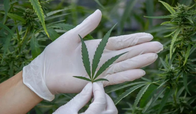 Governo adia regulamentação da cannabis, mas por um bom motivo
