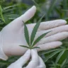 Governo adia regulamentação da cannabis, mas por um bom motivo