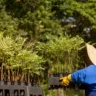 Re.green consegue garantia e destrava R$ 80 milhões do Fundo Clima