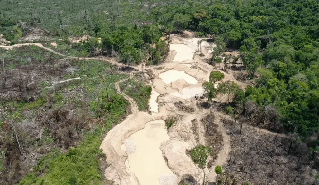 Novo modelo econômico traz escala à restauração florestal Novo modelo econômico traz escala à restauração florestal
