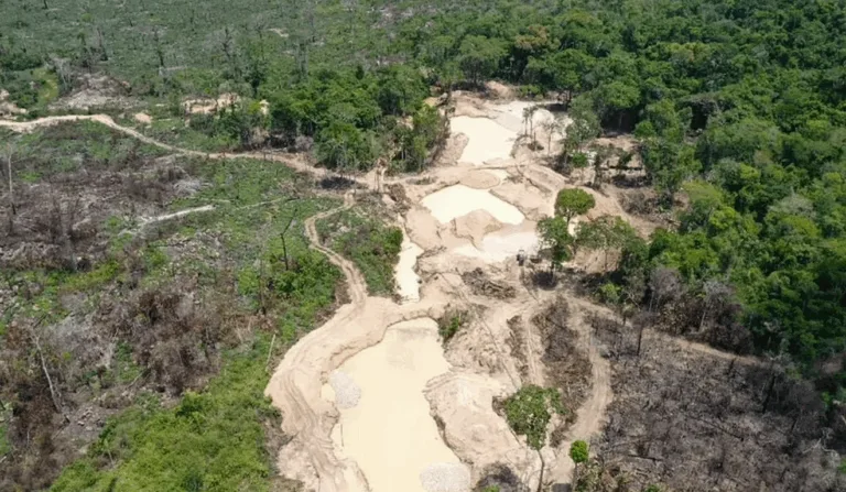Novo modelo econômico traz escala à restauração florestal Novo modelo econômico traz escala à restauração florestal