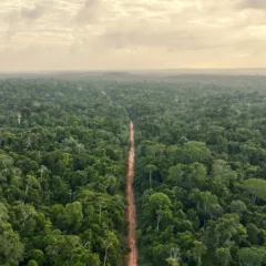 Fundo para manter florestas tropicais já conta com dinheiro de três países