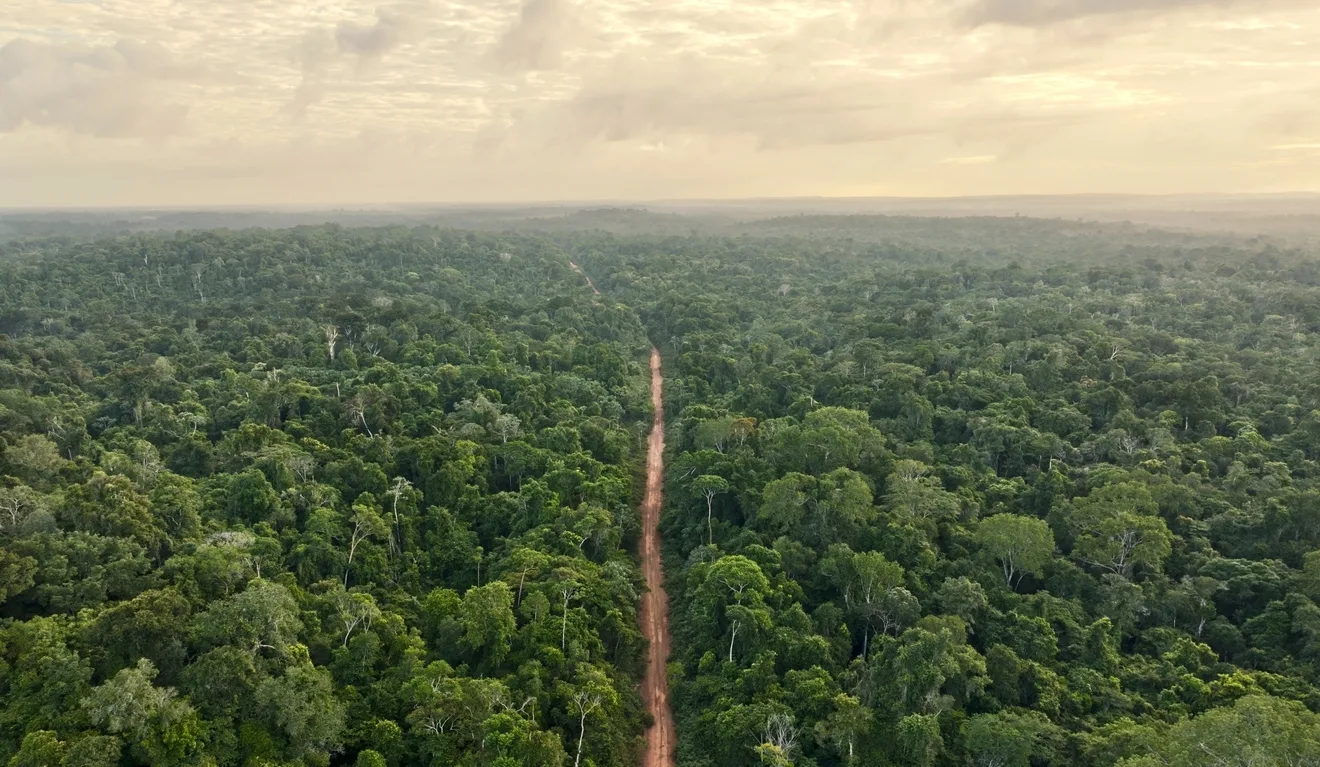Fundo para manter florestas tropicais já conta com dinheiro de três países Fundo para manter florestas tropicais já conta com dinheiro de três países