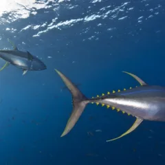 Imagem do documentário Oceanos com David Attenborough
