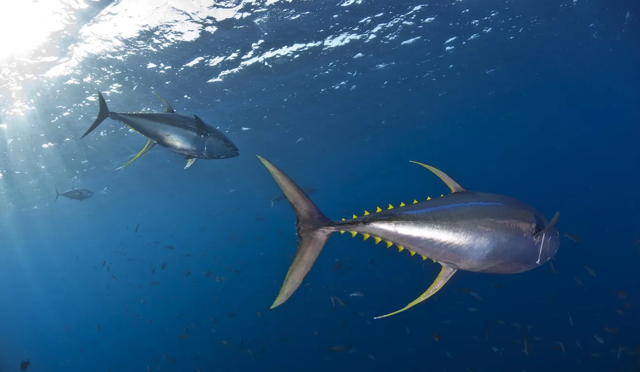 Imagem do documentário Oceanos com David Attenborough