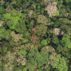Negócio da Madeflona é cortar árvores para manter a floresta em pé