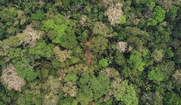 Negócio da Madeflona é cortar árvores para manter a floresta em pé Negócio da Madeflona é cortar árvores para manter a floresta em pé