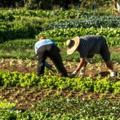Plano Safra: por que é fundamental priorizar financiamentos à agricultura familiar