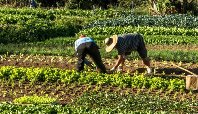 Plano Safra: por que é fundamental priorizar financiamentos à agricultura familiar