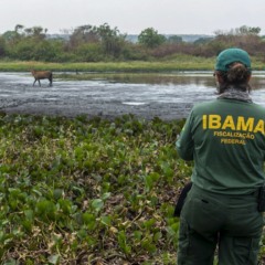 Câmara aprova lei que flexibiliza licenciamento ambiental – entenda as mudanças