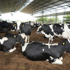 Na Danone, a fórmula para produzir mais leite e menos metano
