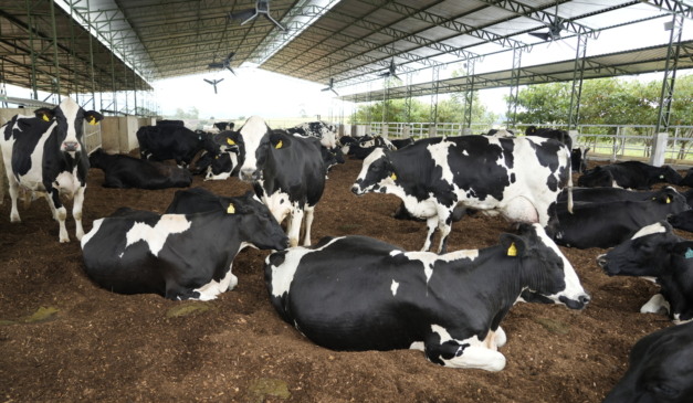 Na Danone, a fórmula para produzir mais leite e menos metano