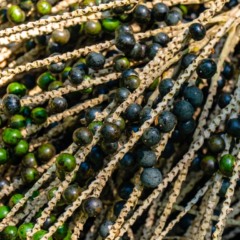 Lei da biodiversidade completa uma década, mas ainda pede melhorias