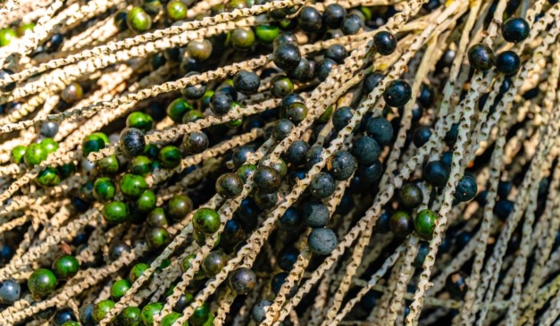 Lei da biodiversidade completa uma década, mas ainda pede melhorias