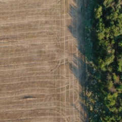 Em planos de descarbonização, parte do desmatamento entra na conta do agro