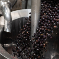 Açaí: tarifaço de Trump atinge ribeirinhos no Pará