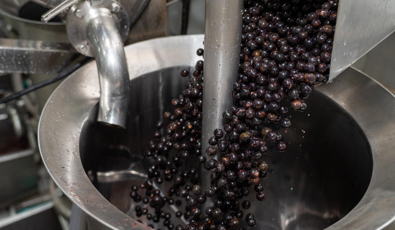 Açaí: tarifaço de Trump atinge ribeirinhos no Pará