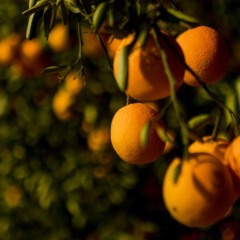 Com quantas laranjas se faz um crédito de carbono?
