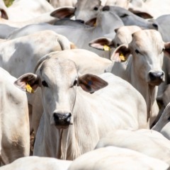 Proteína animal sustentável: desafios e caminhos para a segurança alimentar global