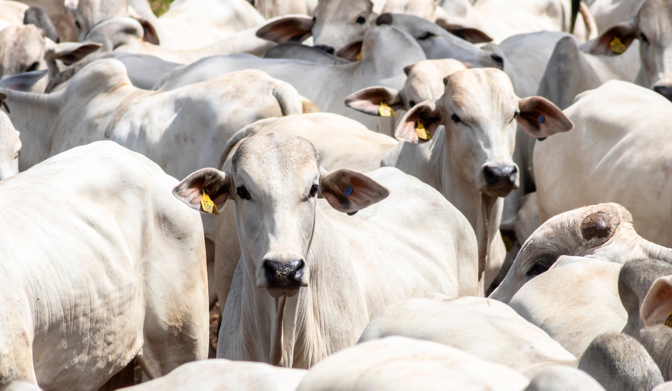 Proteína animal sustentável: desafios e caminhos para a segurança alimentar global Proteína animal sustentável: desafios e caminhos para a segurança alimentar global