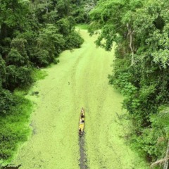 Floresta Amazônica no Acre
