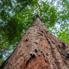 Carbono e soluções baseadas em natureza: o momento do Brasil é agora