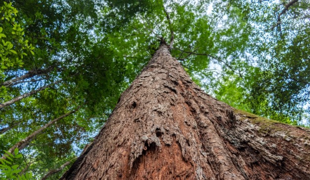 Carbono e soluções baseadas em natureza: o momento do Brasil é agora