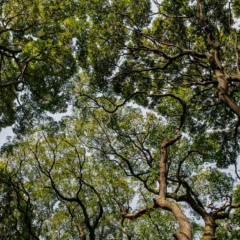 Compensação para produtor manter floresta sai do papel após 13 anos