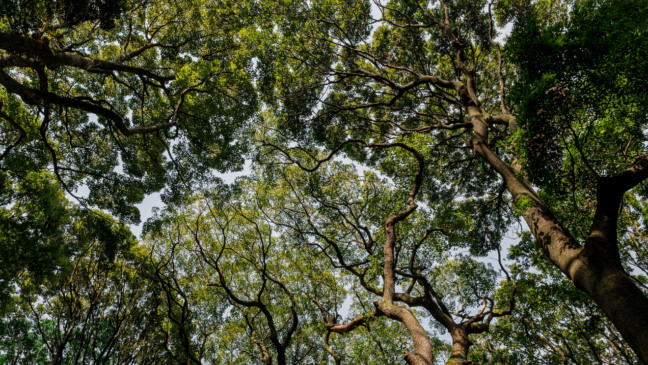 Compensação para produtor manter floresta sai do papel após 13 anos