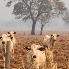 Bois em pasto degradado