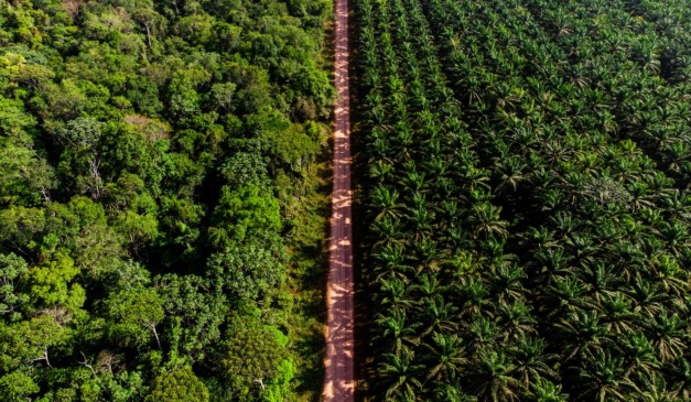 Agropalma