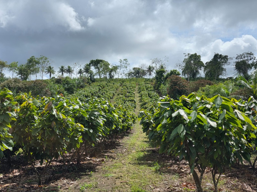 Com R$ 100 milhões do BNDES, Belterra vai expandir agroflorestas Com R$ 100 milhões do BNDES, Belterra vai expandir agroflorestas
