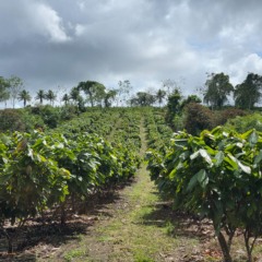 Com R$ 100 milhões do BNDES, Belterra vai expandir agroflorestas