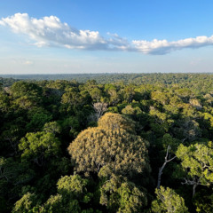 Árvores da floresta amazônica