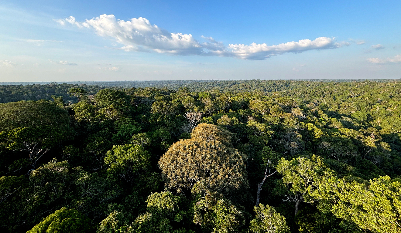 Árvores da floresta amazônica