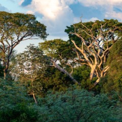 Fundo florestal do BTG capta com fundo de Singapura e chega a  US$ 672 milhões  Fundo florestal do BTG capta com fundo de Singapura e chega a  US$ 672 milhões