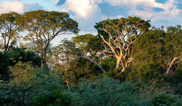 Fundo florestal do BTG capta com Singapura e chega a US$ 672 milhões  Fundo florestal do BTG capta com Singapura e chega a US$ 672 milhões