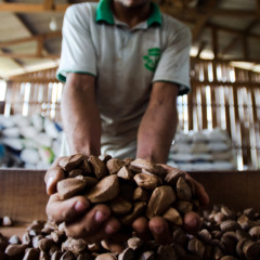 Seleção das castanhas colhidas na reserva legal comunitária do assentamento é feita na fábrica de beneficiamento da Cooperativa do Vale do Amanhecer. Marcelo Camargo/Agência Brasil)