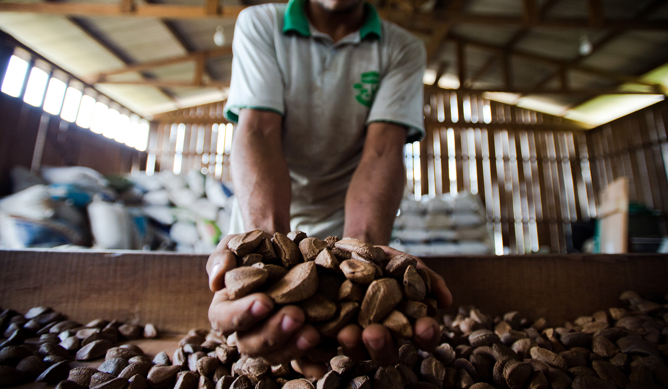 Seleção das castanhas colhidas na reserva legal comunitária do assentamento é feita na fábrica de beneficiamento da Cooperativa do Vale do Amanhecer. Marcelo Camargo/Agência Brasil)
