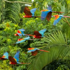 Estados da Amazônia lançam créditos de biodiversidade para remunerar preservação da floresta